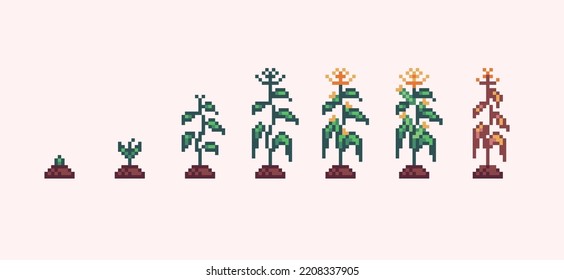 Corn plant growth progress pixel art. Sapling germination stages 8 bit sprite. Game development, mobile app.  Isolated vector illustration.