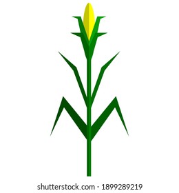 Corn plant icon, flat vector illustration isolated on white background. Natural corn stalk with corncob and leaves. Sweet maize, cereal grain. Farm, agriculture, harvest.