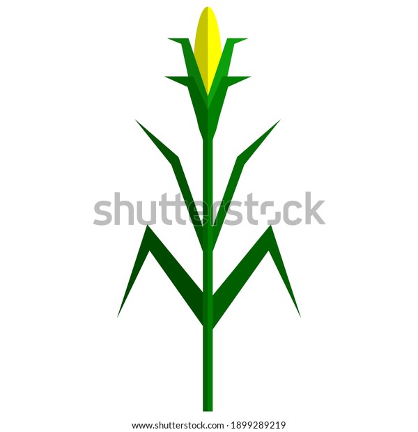 Corn plant icon, flat\
vector illustration isolated on white background. Natural corn\
stalk with corncob and leaves. Sweet maize, cereal grain. Farm,\
agriculture, harvest.