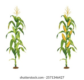 Corn Plant Illustration, Full of Corns with Plant vector Design, Beautiful Corn Design