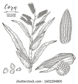 Corn plant isolated on white background. Maize vector illustration. Cereal set. Hand drawn engraving style.