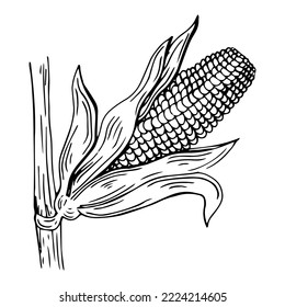 Planta de maíz aislada sobre un fondo blanco en forma de boceto. 