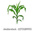 Corn plant on a white background.