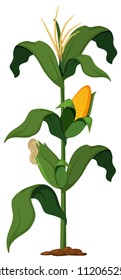 Corn Plant on White Background illustration