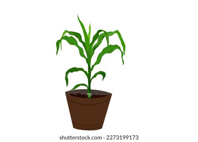Corn plant on a white background.