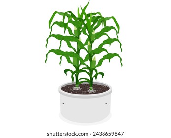 Planta de maíz sobre fondo blanco.