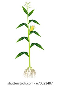 Corn plant on white background.