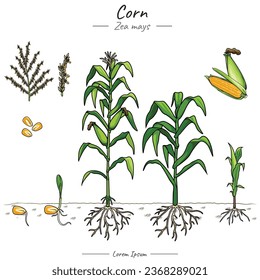 Corn plant Package. set of growing Corn tree illustration from seed to be Corn tree in vector. Can be used for topics like biology or education poster.