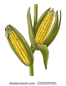 Corn plant with ripe cobs vector illustration