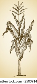 Corn plant stalk, wavy leaves, ripe ears and blossom seeds on top. Vector monochrome freehand drawn background sketching in style of antiquity pen on paper with space for text