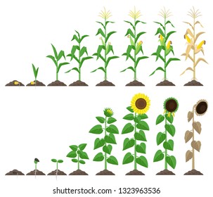 Corn plant and sunflower plant growing stages vector illustration in flat design. Maize and sunflower growth stages from seed to flowering and fruit-bearing Infographic elements isolated on white