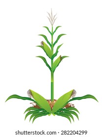 corn plant vector design
