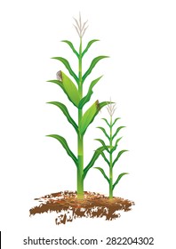 Corn Plant Vector Design