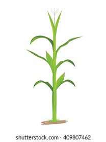 corn plant vector design