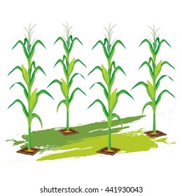 12,162 Maize plant Stock Vectors, Images & Vector Art | Shutterstock