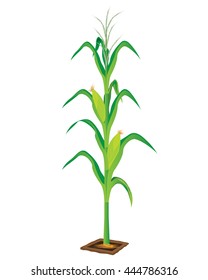 Corn Plant Vector Design