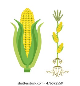 Corn plant vector design
