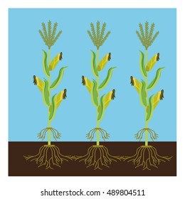 Corn plant vector design