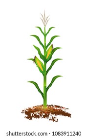 corn plant vector desing