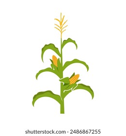 Corn plant vector. corn farm vector template, corn vector icon.