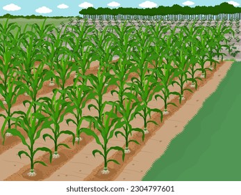 Corn planted in the field.