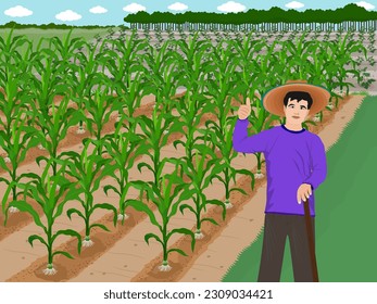 Corn planted in the field.