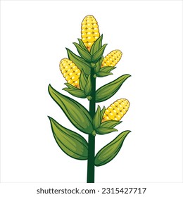 Corn plants bear fruit isolated on white background. Very high quality original trendy vector illustration of sweet golden corn. summer farm design elements