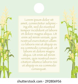 Corn plants food label vector illustration