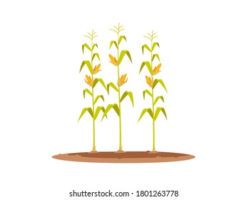 Corn plants semi flat RGB color vector illustration. Local production of eco vegetable. Fresh seasonal harvest. Row of growing corn stems isolated cartoon object on white background