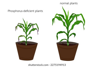 Corn plants showing signs of phosphorus deficiency.