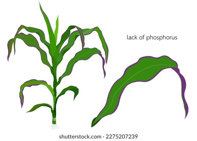 Plantas de maíz que muestran signos de deficiencia de fósforo.