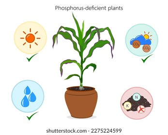 Corn plants showing signs of phosphorus deficiency.