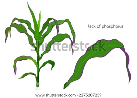 Corn plants showing signs of phosphorus deficiency.