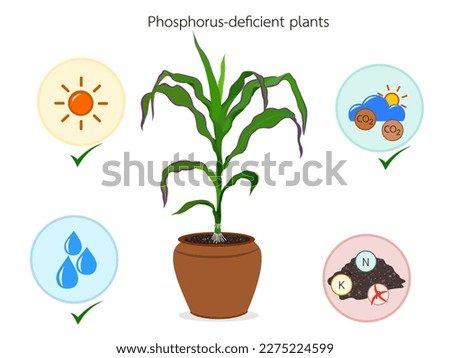 Corn plants showing signs of phosphorus deficiency.