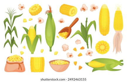 Corn plants. Spikelets corns cobs and grains. Farm market product, agriculture elements. Harvest seasonal raw, food neoteric vector cartoon clipart