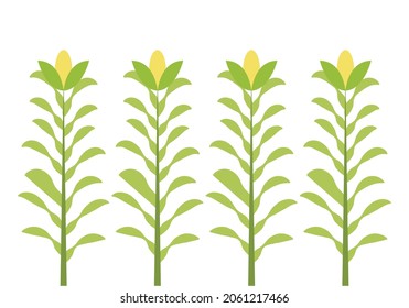 Corn plants, in white background.