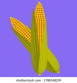 Corn pods as a vector image