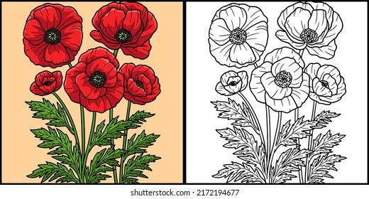 Corn Poppy Flower Coloring Colored Illustration