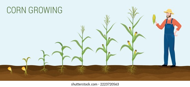 Corn products flat composition with text farmer and set of plant images representing stages of growth vector illustration