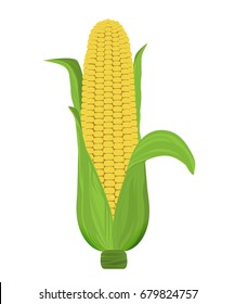 Corn is ripe with leaves isolated on a white background. Vector illustration.