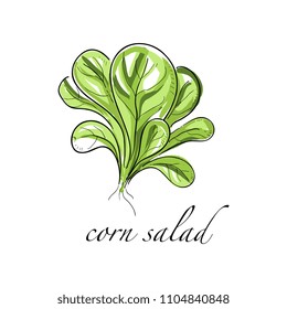 Corn salad fresh culinary plant, green seasoning cooking herb hand drawn vector Illustrations on a white background