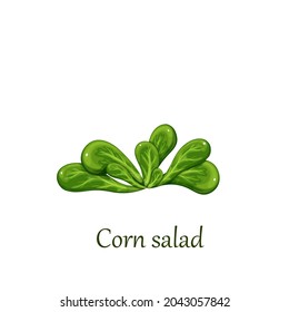 Corn salad plant, lamb's lettuce. Vector illustration.