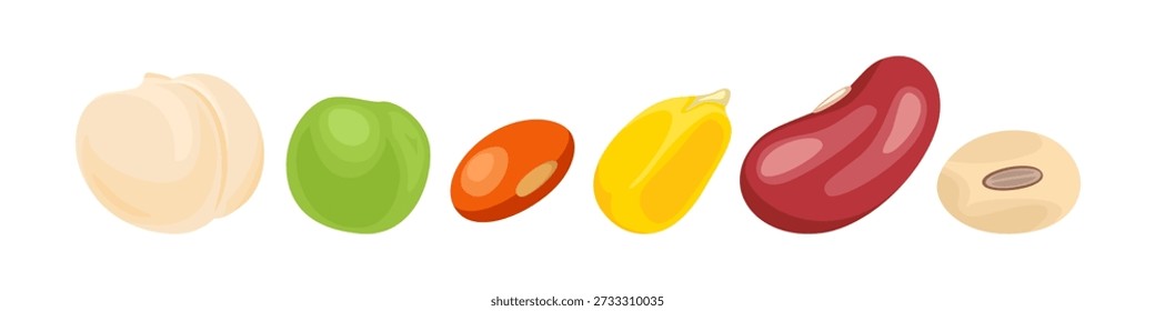 Maiskörner, rote Bohnen, Soja, grüne Erbse, Linsen und Kichererbsen. Körnersatz. Flache Vektorgrafik.