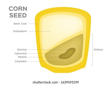 corn seed vector / Anatomy of grain infographic