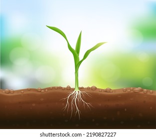 Corn Seedlings With Underground Roots. Maize Growth Popular Grain Crop That Is Used For Cooking Or Processing As Animal Food. Agriculture Concept. Use Ad The Agricultural Industry. Vector EPS10.