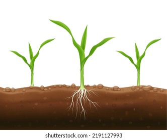 Corn seedlings with underground roots. Maize growth popular grain crop that is used for cooking or processing as animal food. Agriculture concept. Use ad the agricultural industry. Vector EPS10.