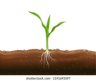 Corn seedlings with underground roots. Maize growth popular grain crop that is used for cooking or processing as animal food. Agriculture concept. Use ad the agricultural industry. Vector EPS10.