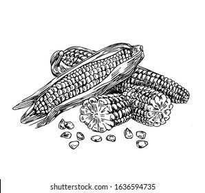 Corn with seeds in line art style.