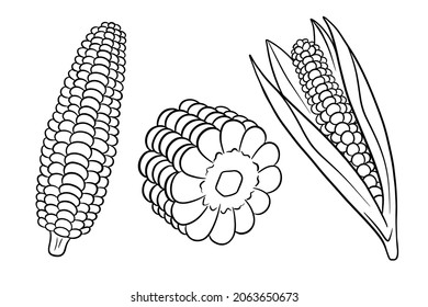 Corn set. Fresh corn cobs with and without leaves. In line style. Vector illustration for design and decoration.