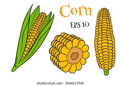Corn set. Fresh corn cobs with and without leaves. In a cartoon style. Vector illustration for design and decoration.